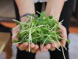 Hrana prihodnosti: kalčki in mikrozelenjava?